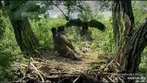 Inspecting electric Decorah eagles